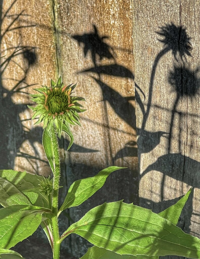 me and my shadow by amyk
