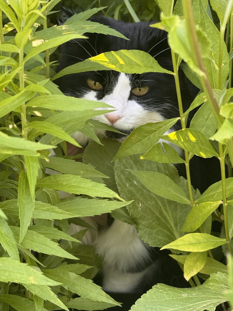 I spy with my little eye.. by secretgarden365