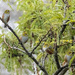 The Waxeye Tree