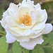 A welcome rose… surviving in the extreme heat.