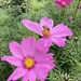 Pretty in Pink