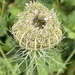Seed pod