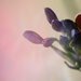 Agapanthus different pov~~~~~