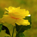 Yellow Rose