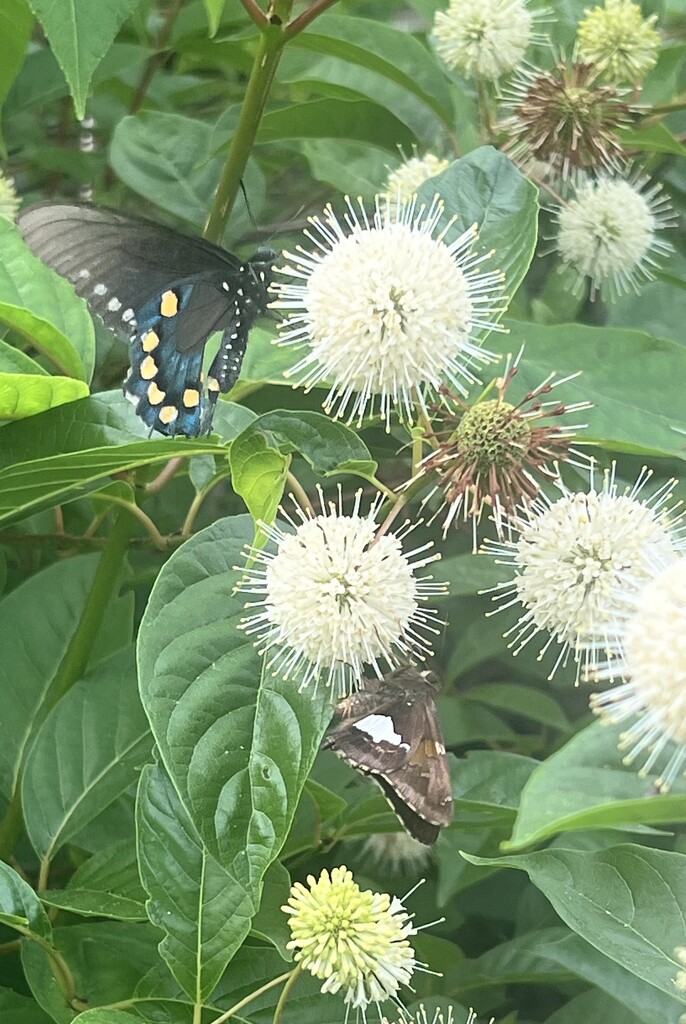 Pipevine Swallowtail and Silver Spotted Skipper  by karmahof