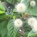 Pipevine Swallowtail and Silver Spotted Skipper 
