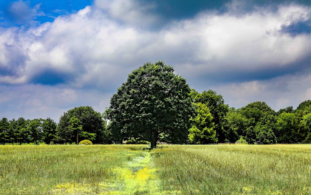 Center Tree by happman