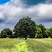 Center Tree
