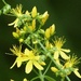 Wildflowers in Bourne Wood