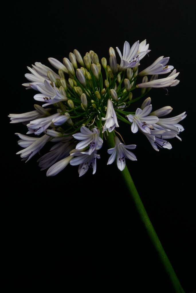Injured Agapanthus  by 30pics4jackiesdiamond