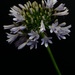Injured Agapanthus 