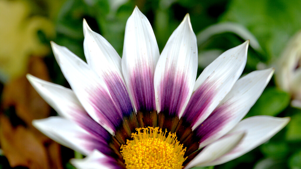 Gazania by mambo