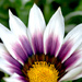 Gazania