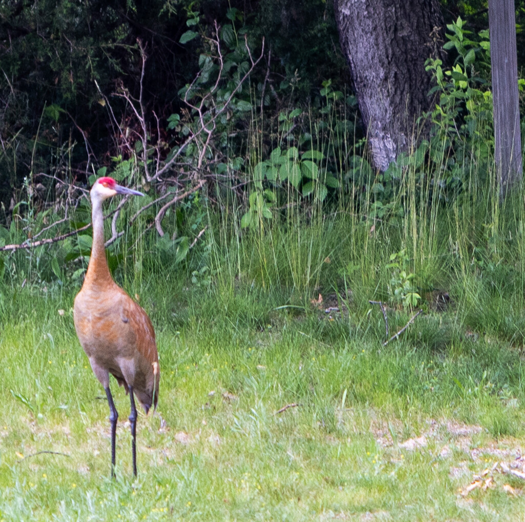 Sandhill Crane looking for its mate. by howozzie