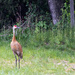 Sandhill Crane looking for its mate.