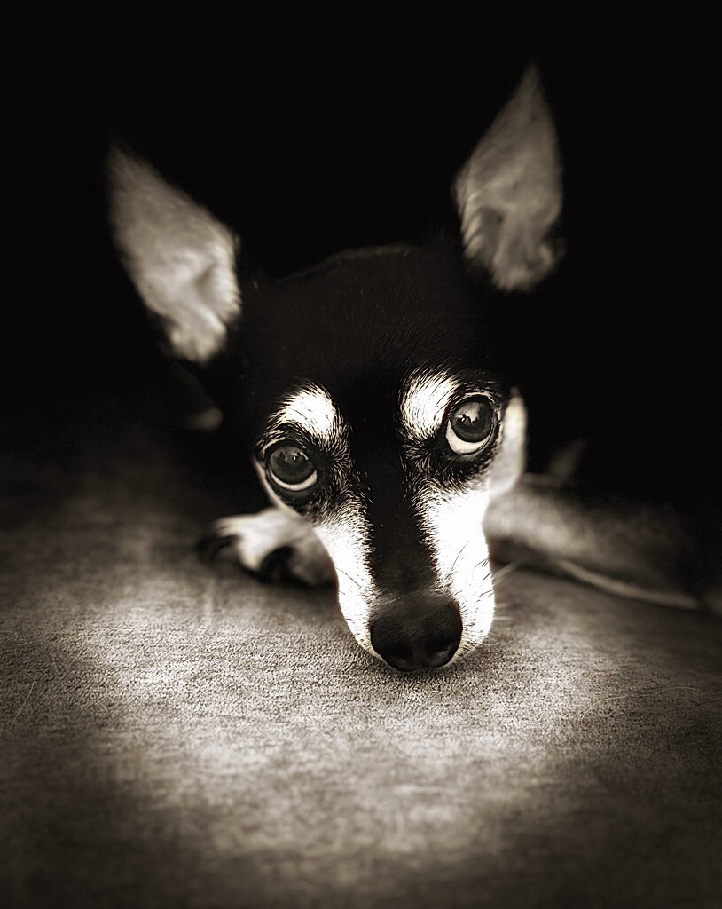 Wilbur 💕 by cinbad63