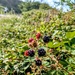 Blackberries