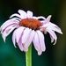 Echinacea 