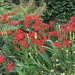 Crocosmia