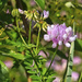 All About Weeds. . .