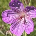 Pink Wild Flower