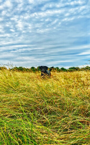 Dog and grass by doagy007