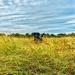 Dog and grass