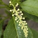 ‘Early’ Pokeweed…