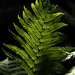Backlit Fern