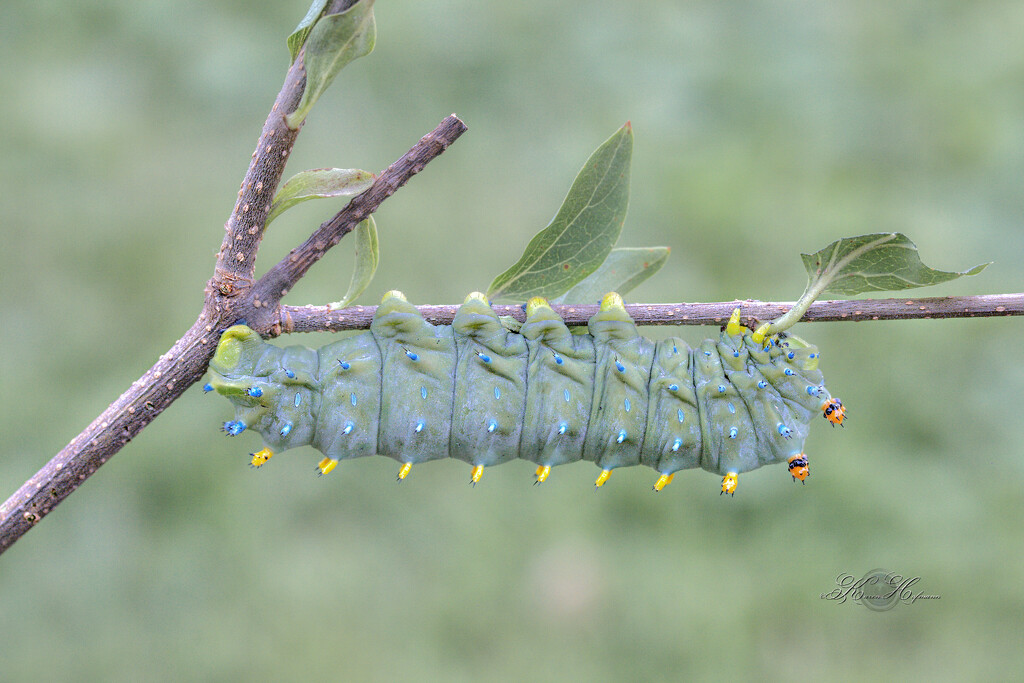 Cecropia Moth Caterpillar by karmahof