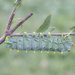 Cecropia Moth Caterpillar