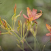 Candy Lilies