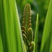 Crocosmia emerging 