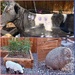 Annie’s “yard art”