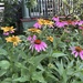 Coneflowers