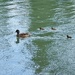 Mama & her babies 