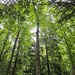 Trees in the back woods