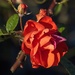 Red Rose.