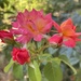 The little buds are popping open…