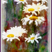 Fresh as a daisy