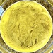 Mellow Yellow Jell-O! 