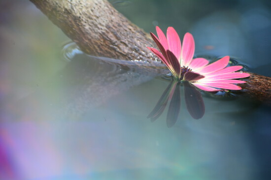 Adrift daisy~~~~~ by ziggy77