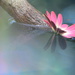 Adrift daisy~~~~~