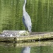 Grey heron