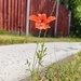 Poppy 