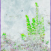 Emerald spires reaching through a misted dream
