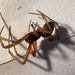 Male Brown House Spider (Steatoda grossa)