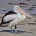 I can't resist a pelican! P7095982