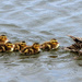 Late-Season Ducklings