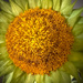 Sunflower with Photo Bomber